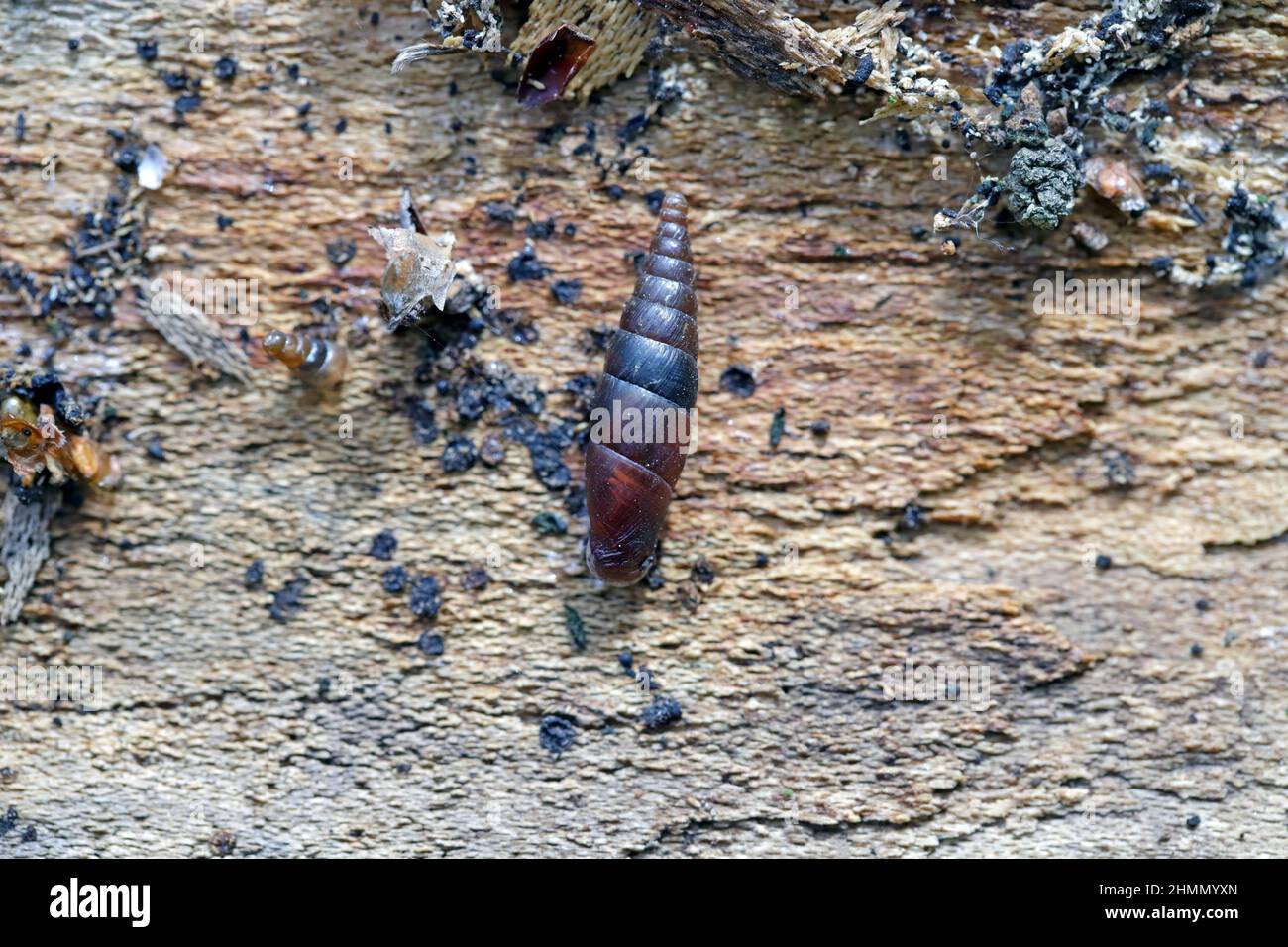 Clausiliidae, also known by their common name the door snails. Stock Photo