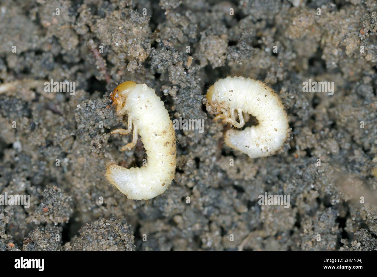 The larvae of the May beetle Common Cockchafer or May Bug (Melolontha melolontha). Grubs are important pest of plants. Stock Photo