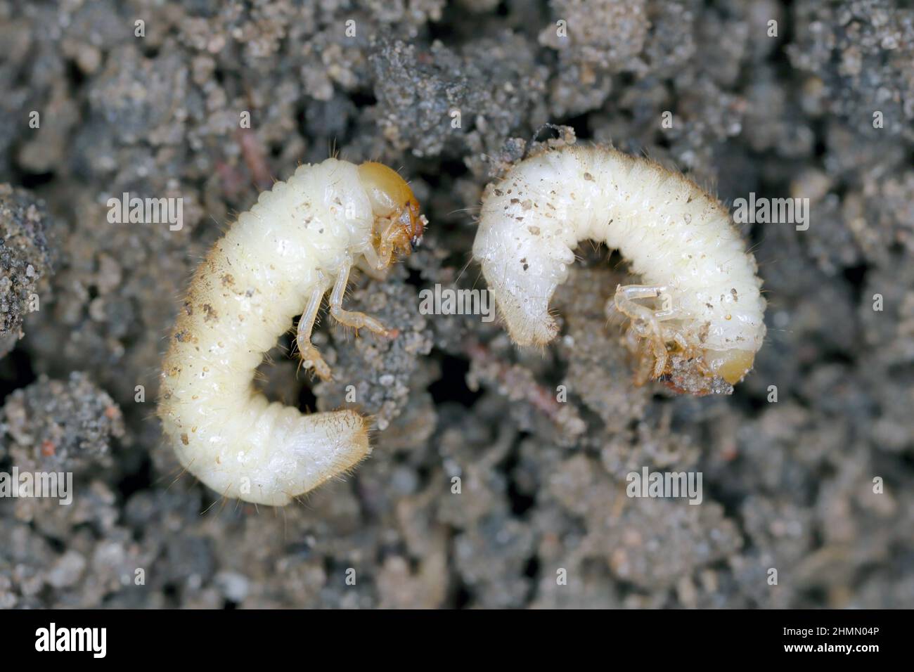 The larvae of the May beetle Common Cockchafer or May Bug (Melolontha melolontha). Grubs are important pest of plants. Stock Photo
