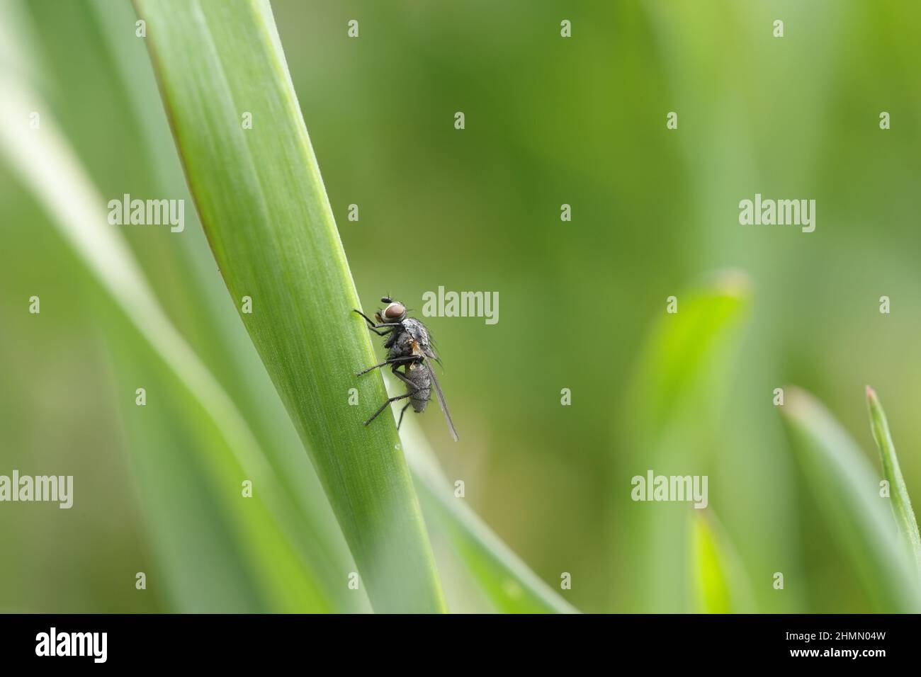Delia florilega bean seed maggot or turnip maggot. A fly on a leaf