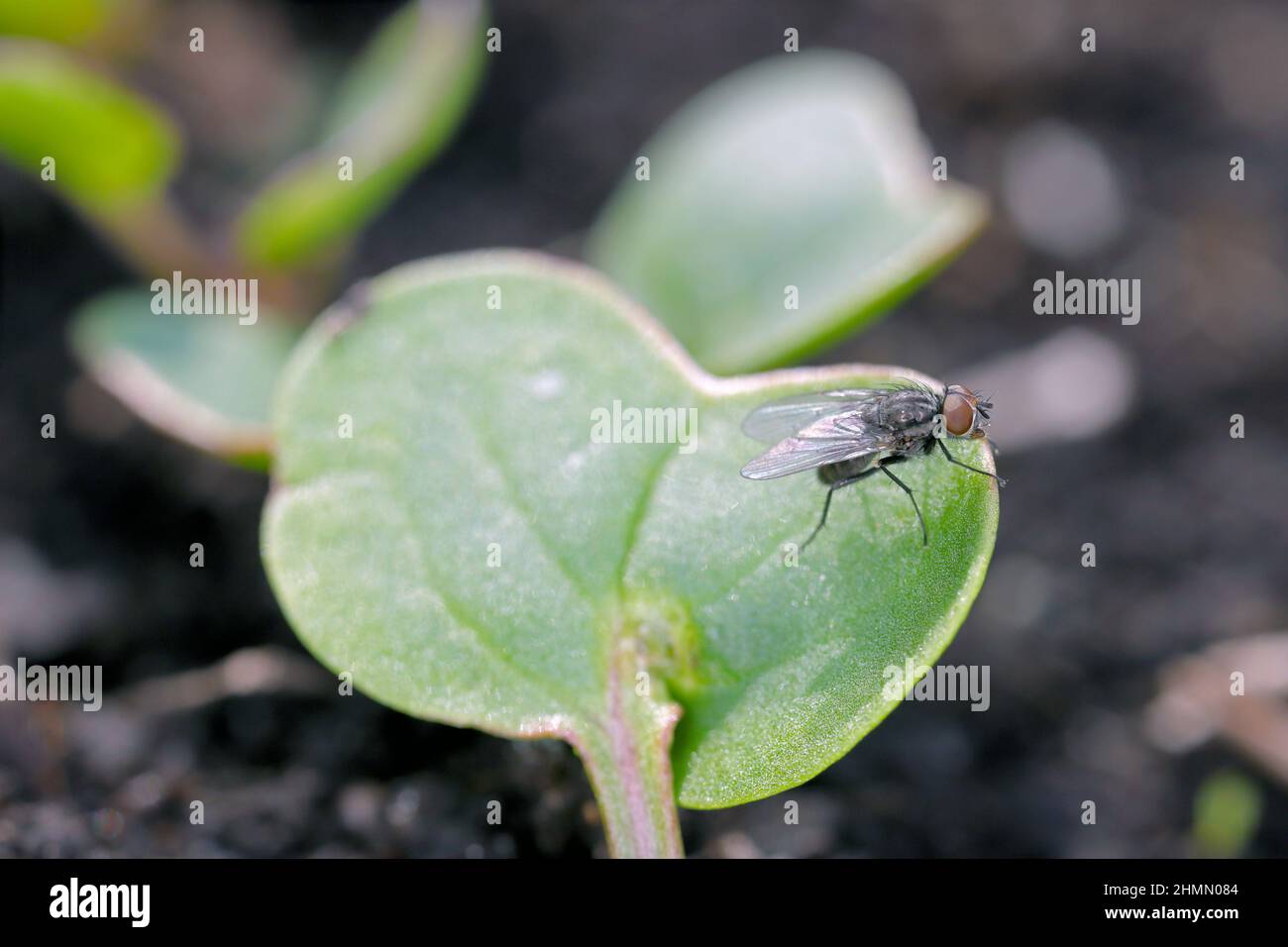 Cabbage fly (also cabbage root fly, root fly or turnip fly) Delia