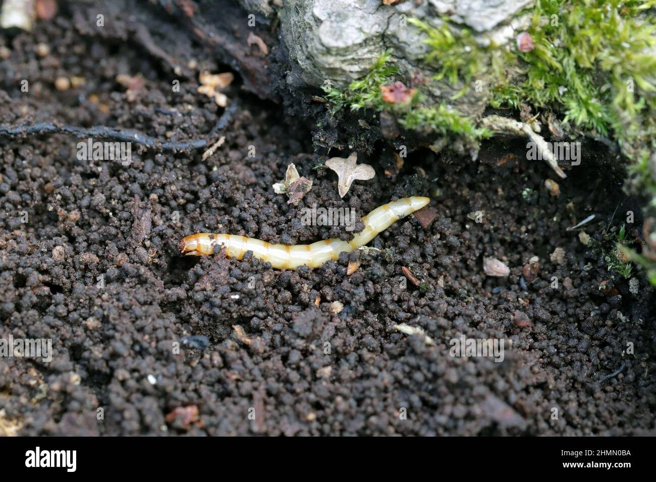 Larva - wireworm of beetle from the family Elateridae called click beetles. important pests in soil of many crops. Stock Photo