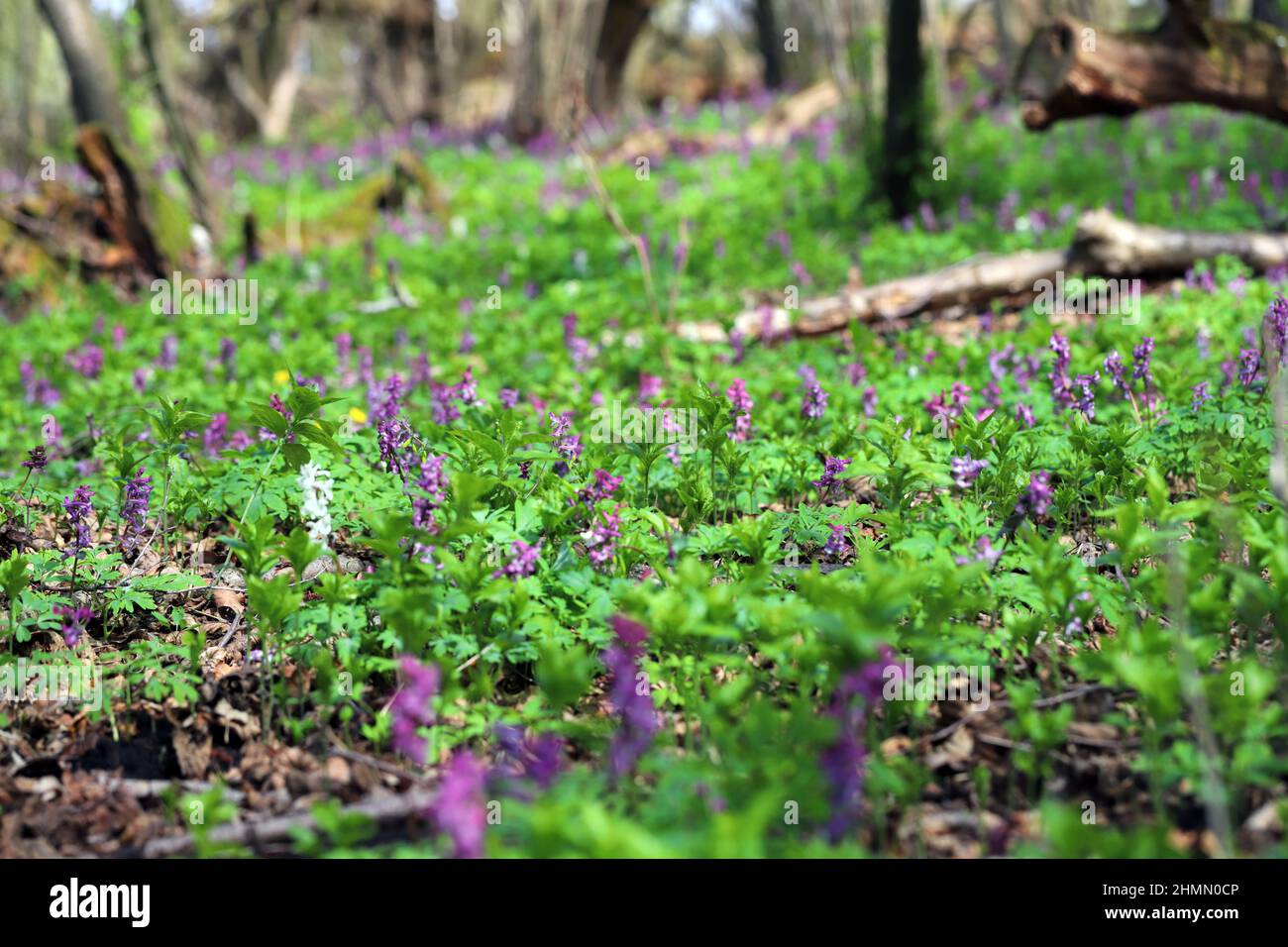 forest in spring the land is covered with flowers Stock Photo