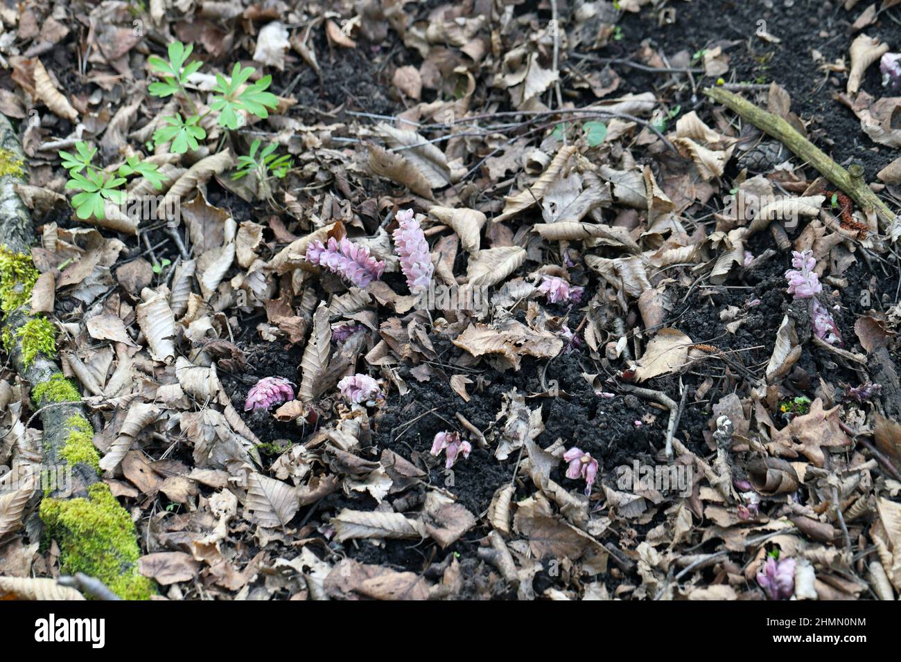 Grow toothwort in natural habitat on spring, Lathraea squamaria. Stock Photo