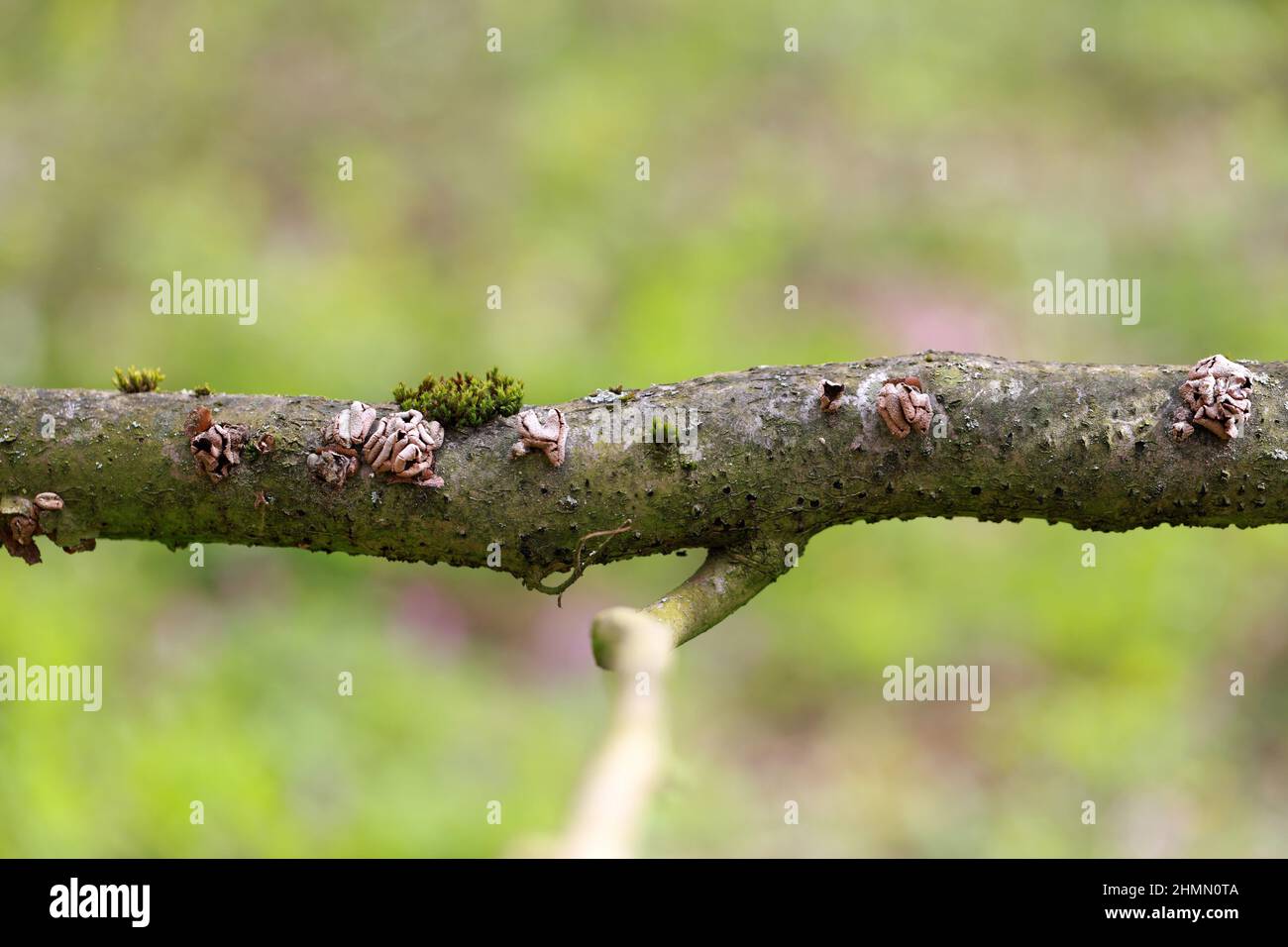 The Spring Hazelcup (Encoelia furfuracea) - inedible Stock Photo