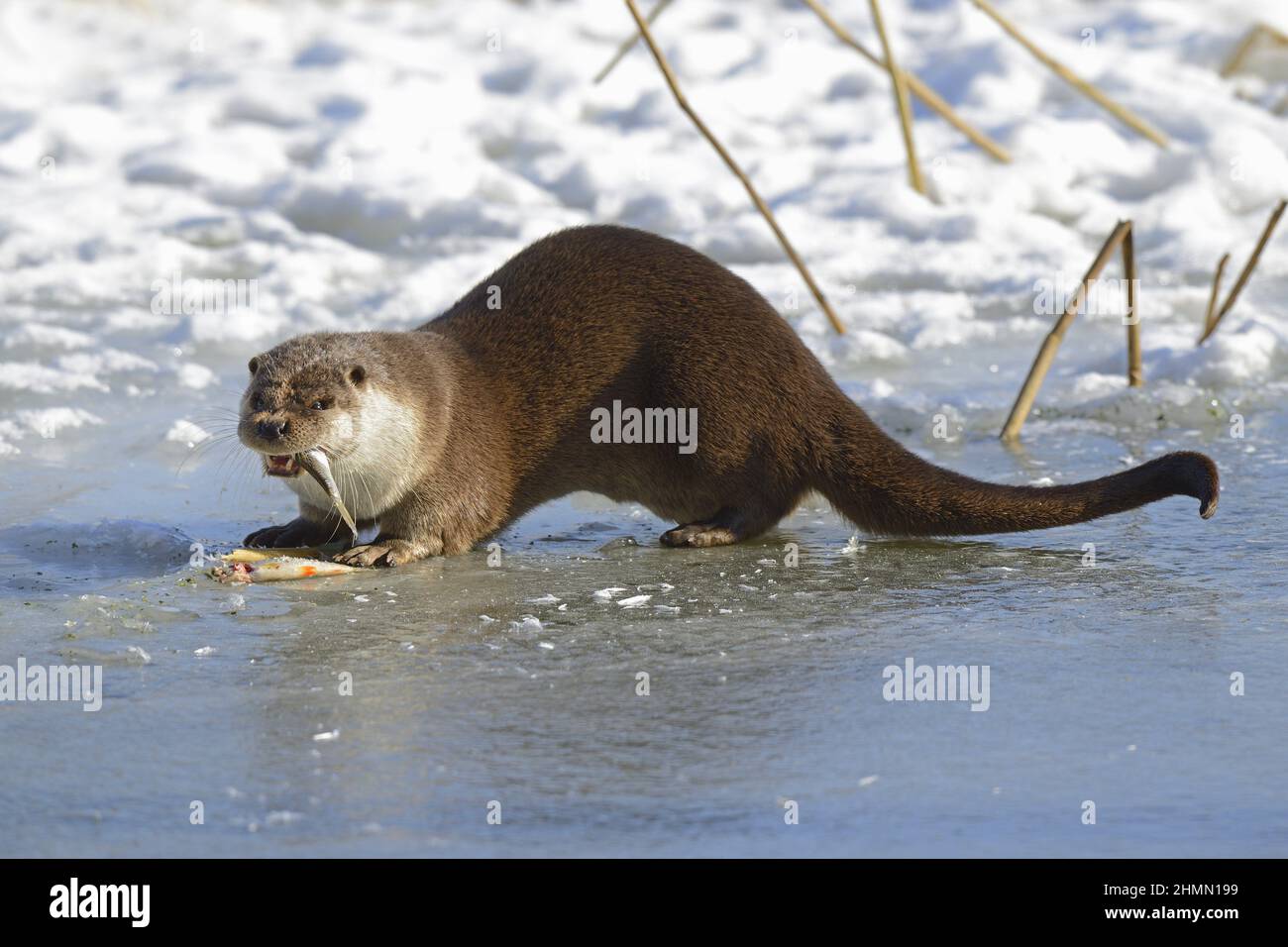 European river otter, European Otter, Eurasian Otter (Lutra lutra), stands on a frozen pond and eating a caught fish, side view, Germany, Brandenburg Stock Photo