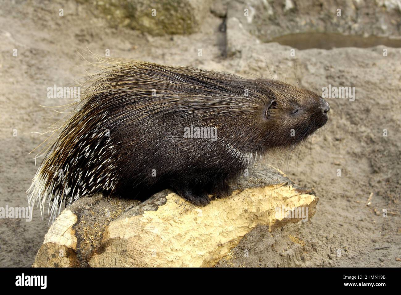 Indian Crested Porcupine (Hystrix leucura), snoozing Stock Photo