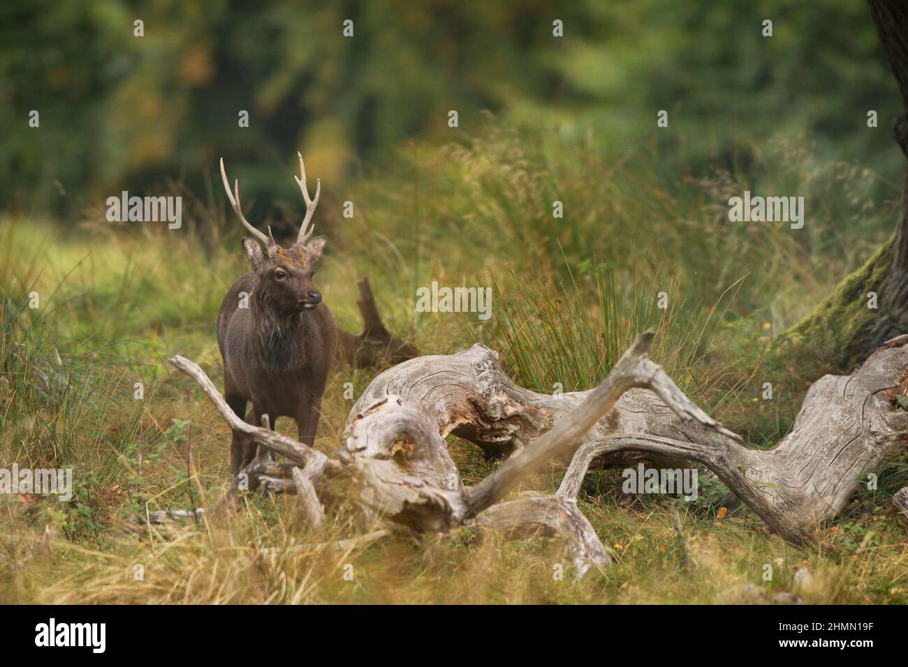 Sika deer, Tame sika deer, Tame deer (Cervus nippon), male, Germany Stock Photo