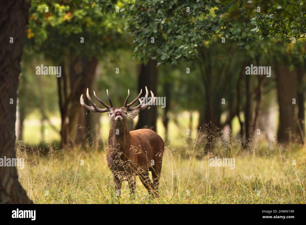 red deer (Cervus elaphus), flehming stag in a forest clearing, front view , Germany Stock Photo