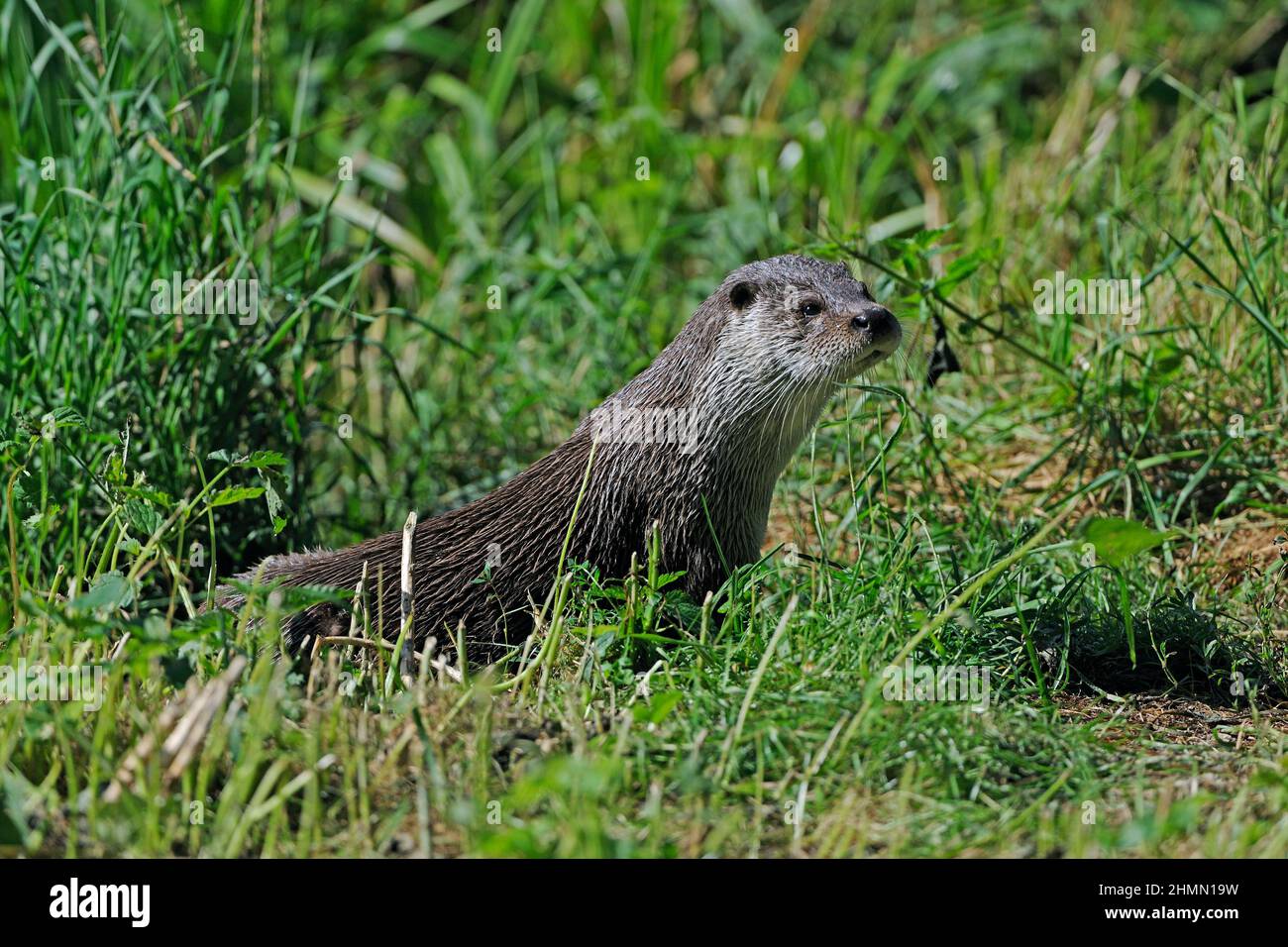 European river otter, European Otter, Eurasian Otter (Lutra lutra), sitting on grass at the shore, side view, Germany, Brandenburg Stock Photo
