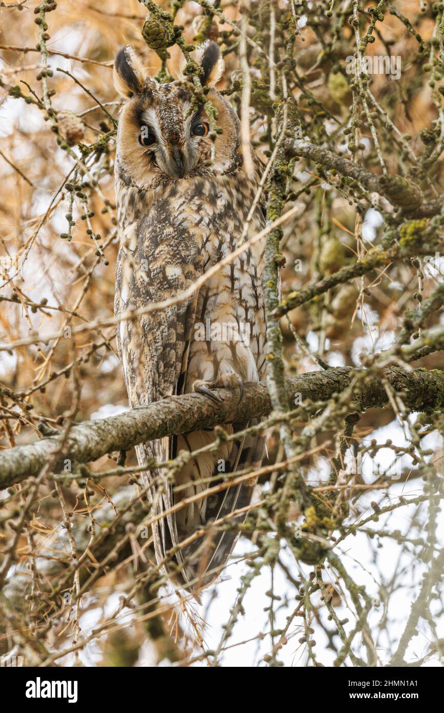 long-eared owl (Asio otus), perching on a branch of a sleeping tree in winter, Germany, Bavaria Stock Photo
