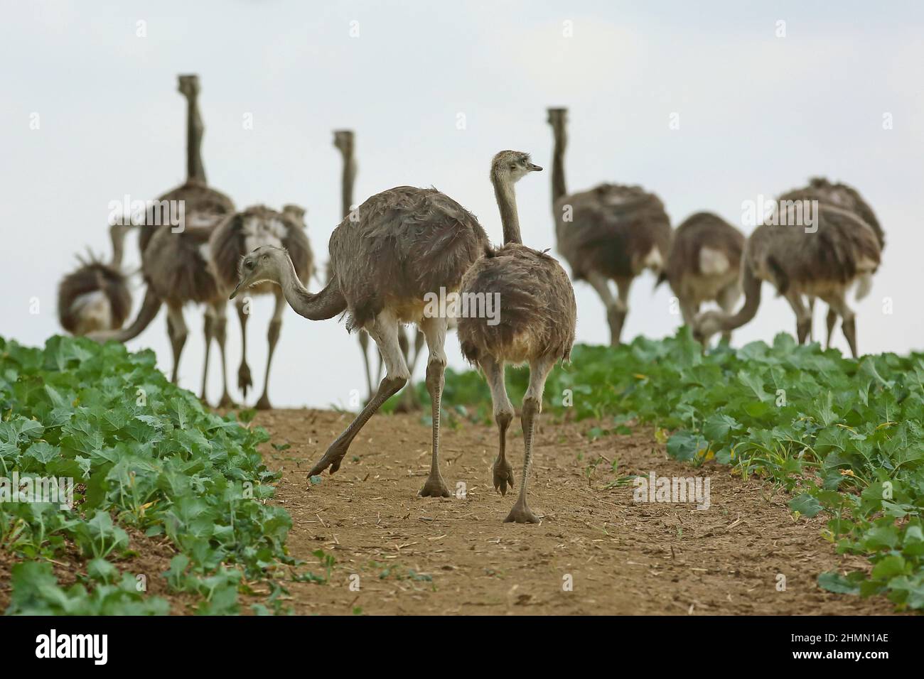 greater rhea (Rhea americana), Aduklts and juveniles foraging in a field landscape, Germany Stock Photo