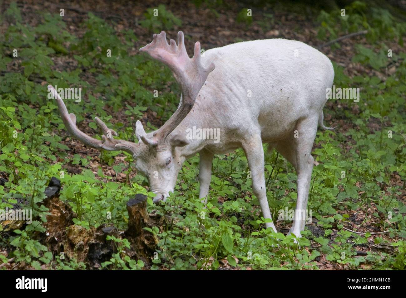 fallow deer (Dama dama, Cervus dama), albinotic stag, Germany Stock Photo