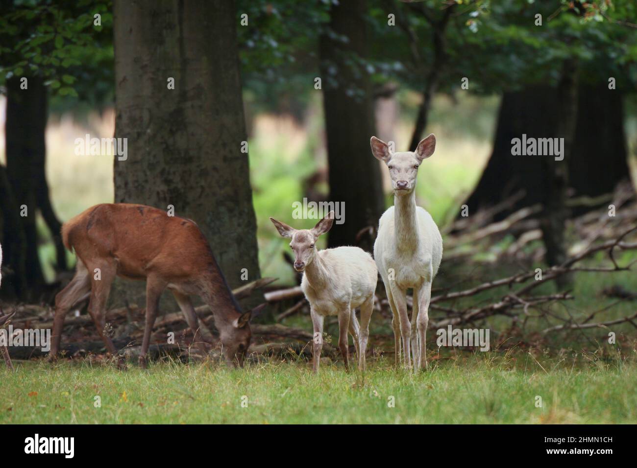 red deer (Cervus elaphus), white hind with fawn, albinos, Germany Stock Photo