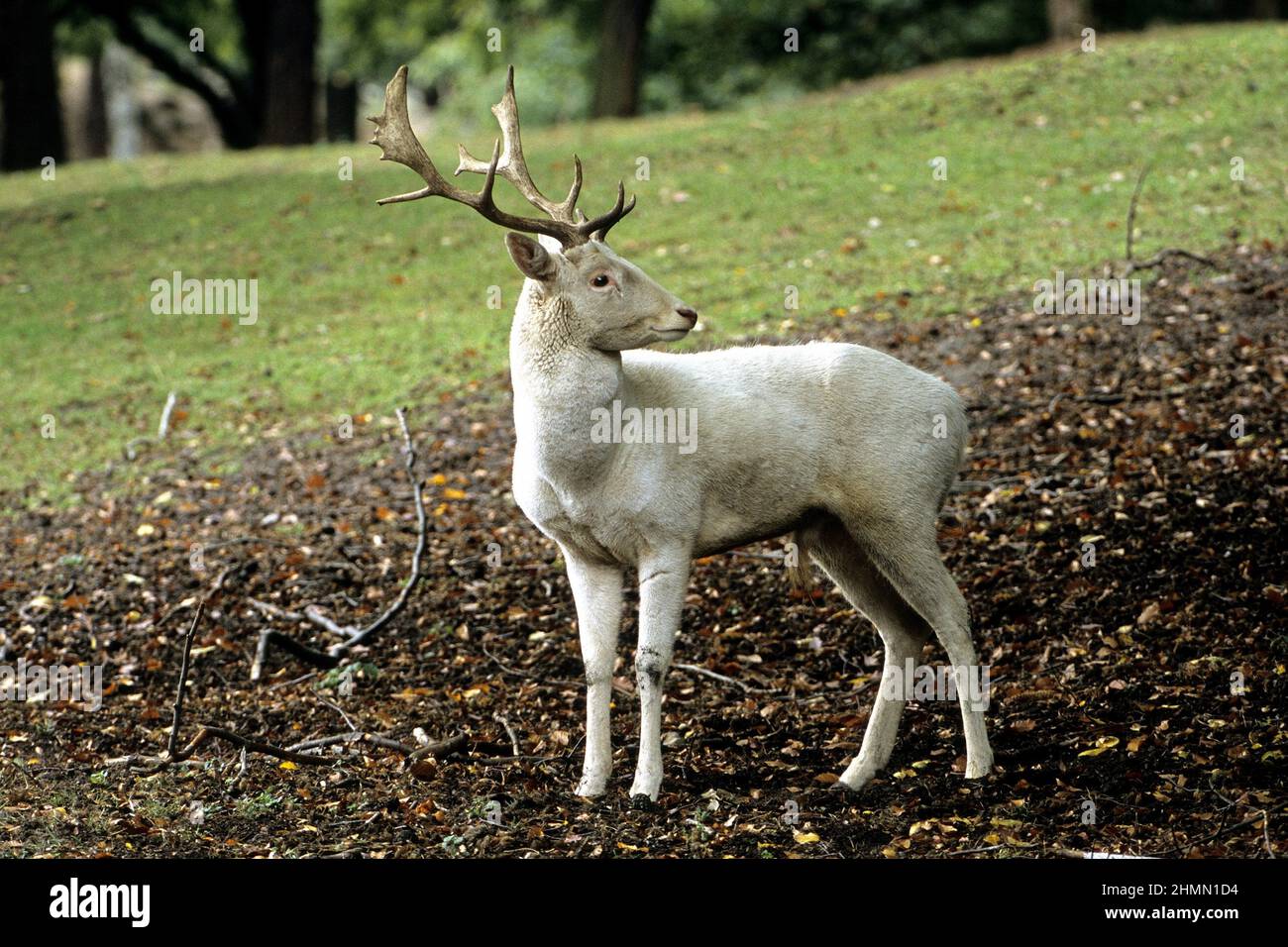 fallow deer (Dama dama, Cervus dama), albinotic stag Stock Photo