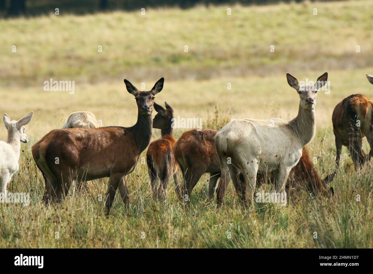 red deer (Cervus elaphus), red deer cows with calves, albinos , Germany Stock Photo