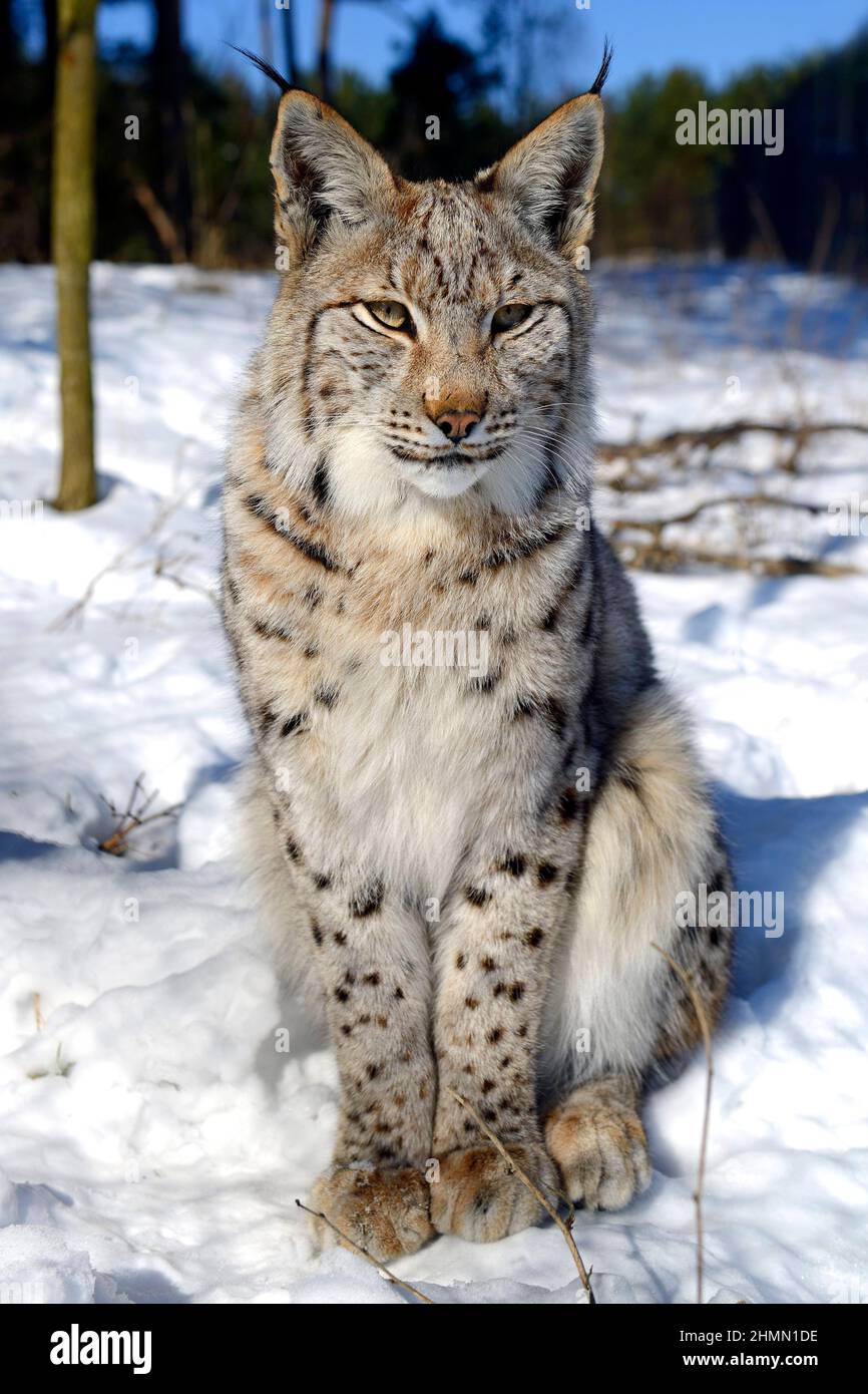northern lynx (Lynx lynx lynx), sitting in the snow, front view