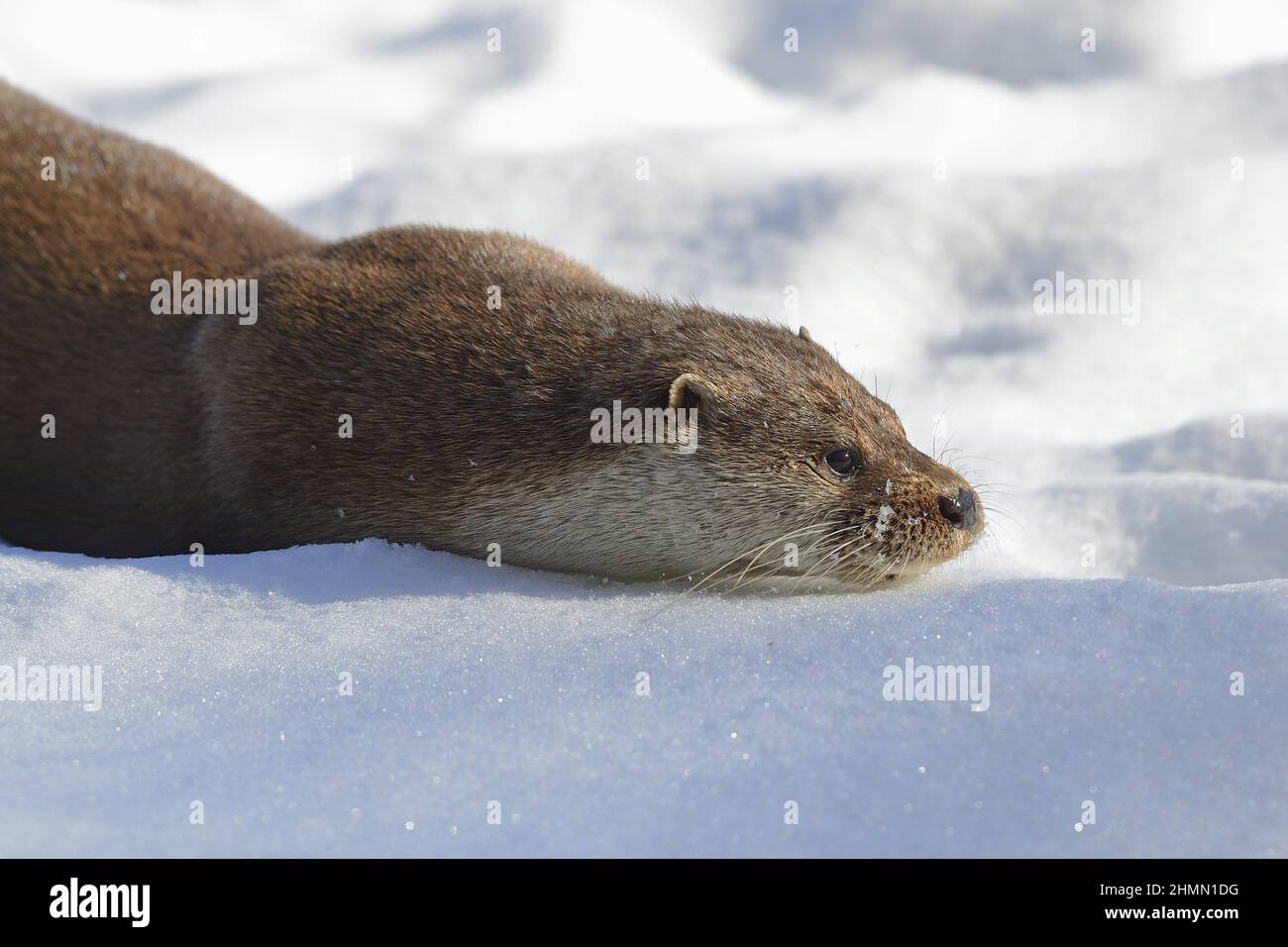 European river otter, European Otter, Eurasian Otter (Lutra lutra), lying in the snow, portrait, Germany, Brandenburg Stock Photo