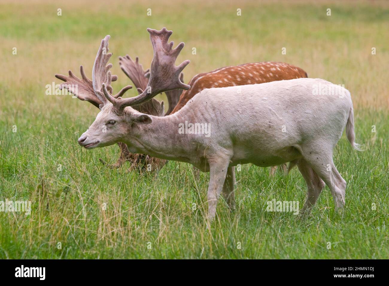 fallow deer (Dama dama, Cervus dama), two stags, one of them an albino, Germany Stock Photo