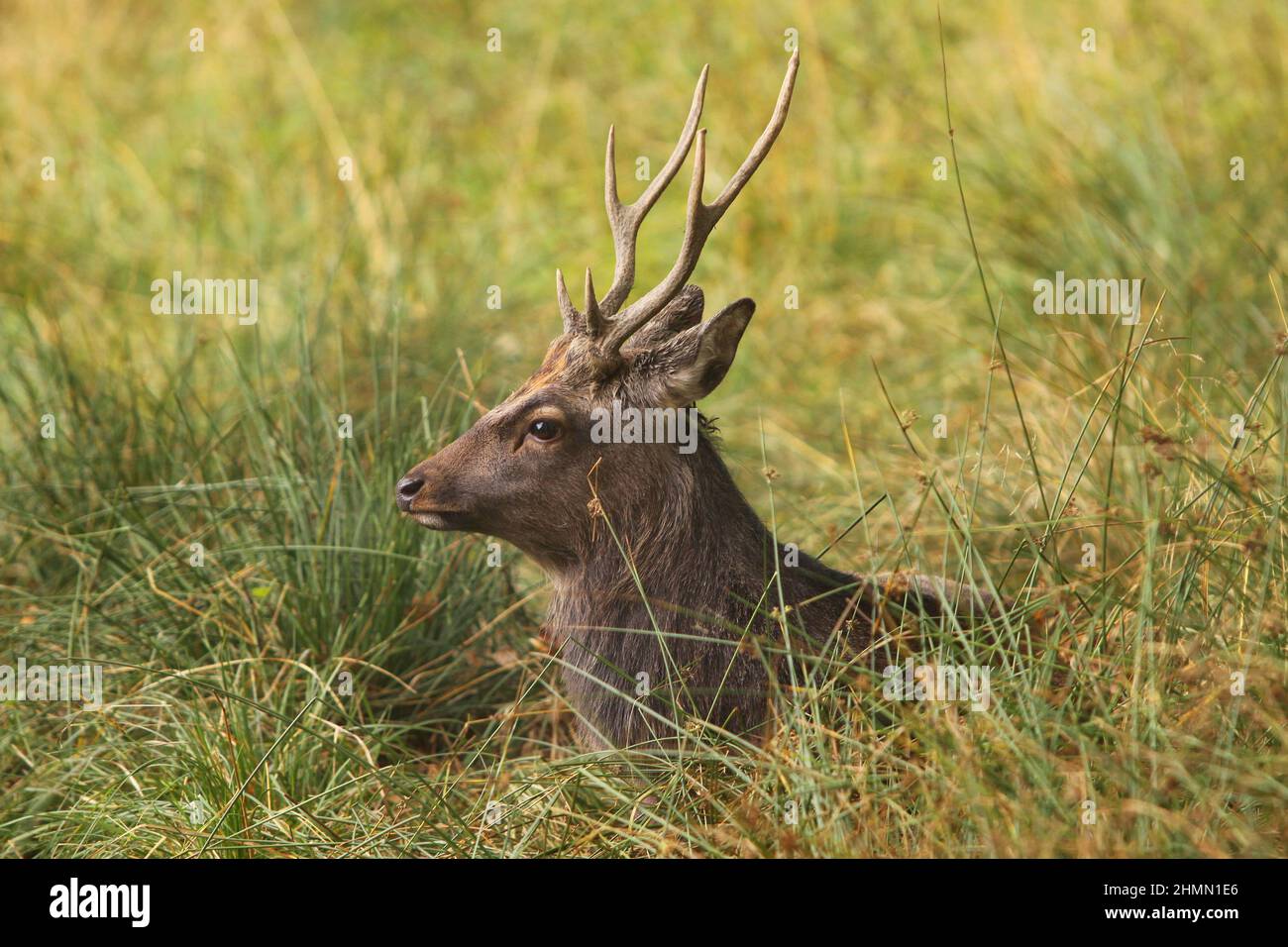 Sika deer, Tame sika deer, Tame deer (Cervus nippon), male lying in a meadow, Germany Stock Photo