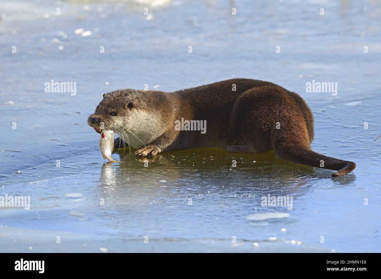 European river otter, European Otter, Eurasian Otter (Lutra lutra), eating a caught fish on a frozen pond, side view, Germany, Brandenburg Stock Photo