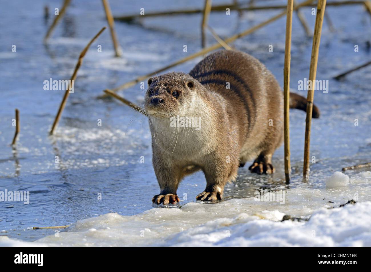 European river otter, European Otter, Eurasian Otter (Lutra lutra), standing on a frozen pond , Germany, Brandenburg Stock Photo