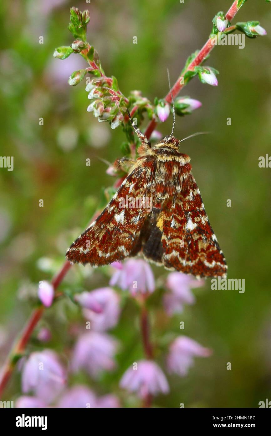 Beautiful Yellow Underwing (Anarta myrtilli, Phalaena myrtilli