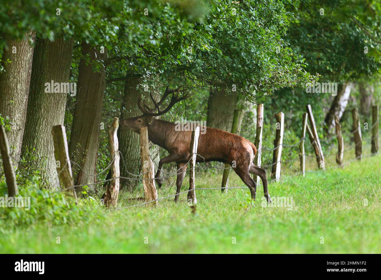 red deer (Cervus elaphus), red deer bull crossing a barbed wire fence at the edge of the forest, side view, Germany Stock Photo