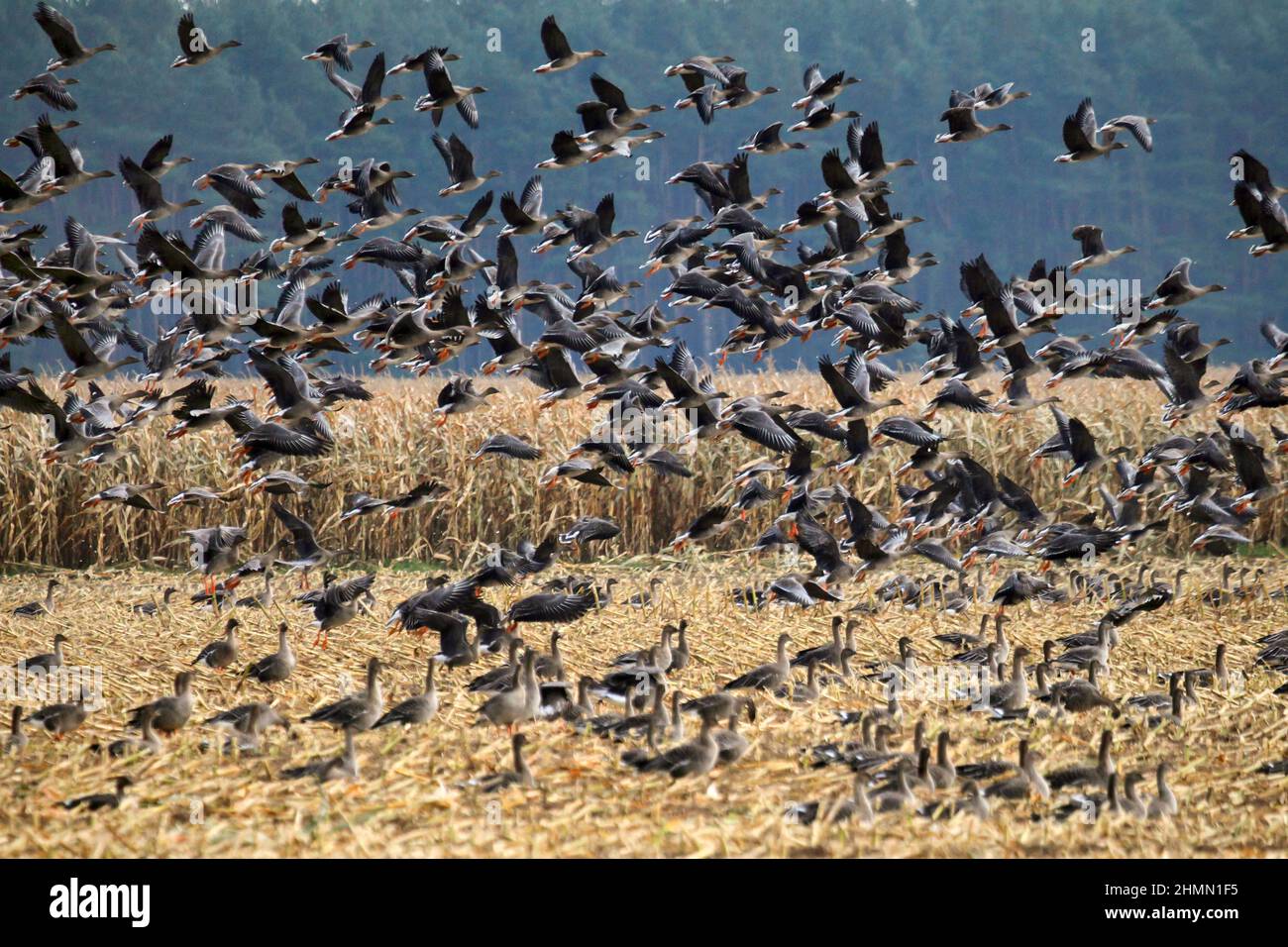 Bean Goose, Taiga Bean Goose (Anser fabalis), flock flying up from a