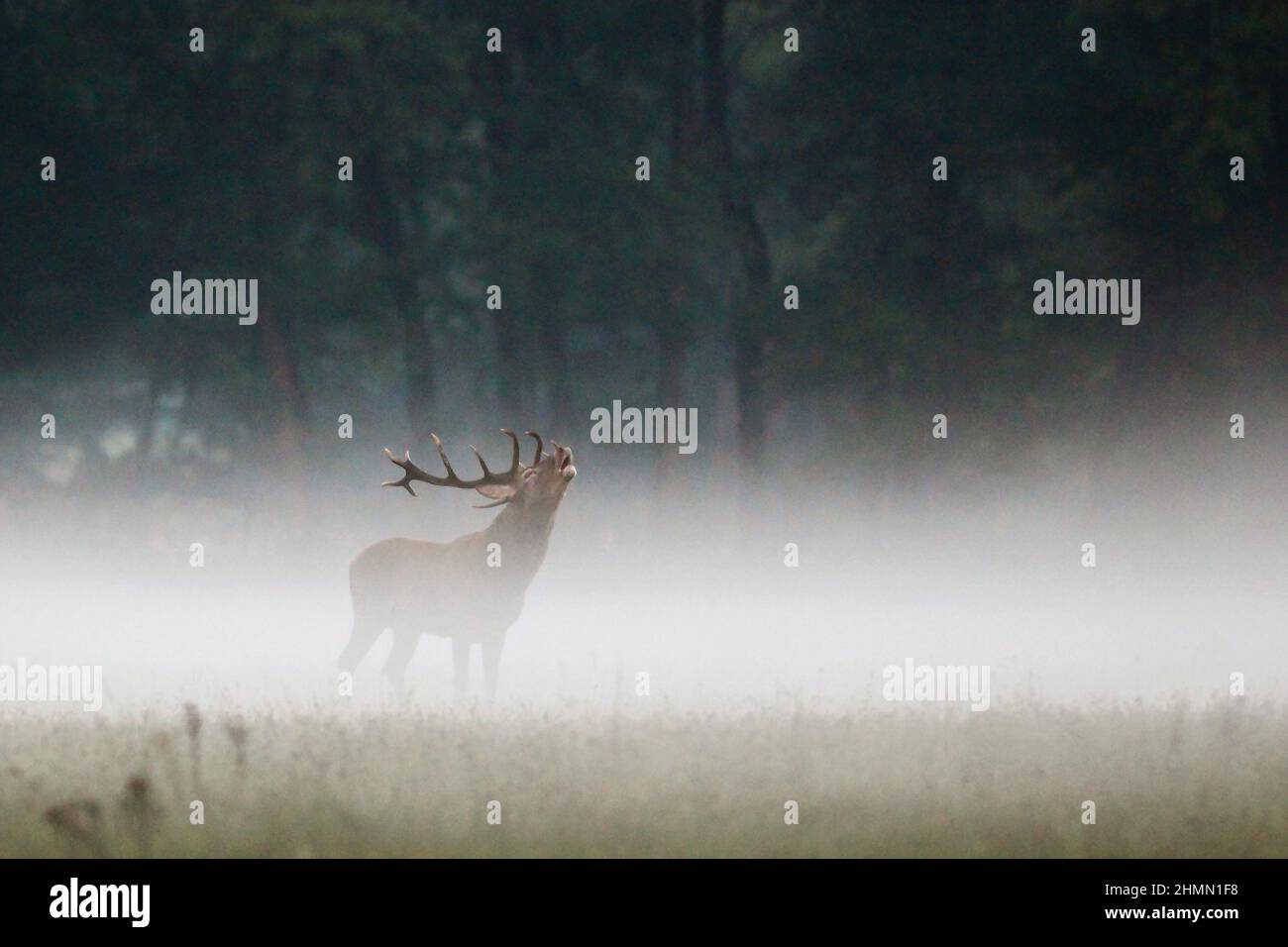 red deer (Cervus elaphus), roaring red deer bull in ground fog, side view, Germany Stock Photo
