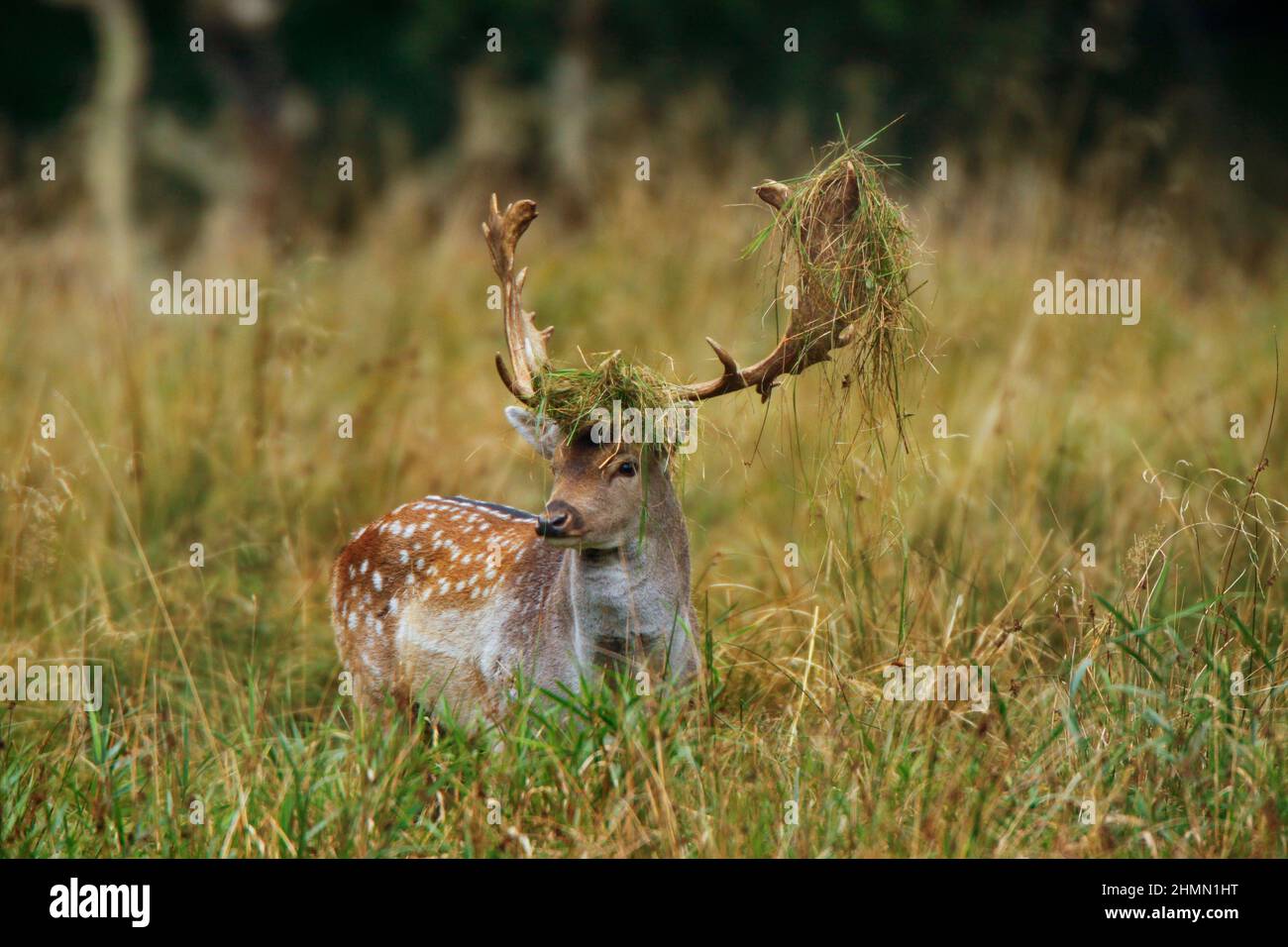 fallow deer (Dama dama, Cervus dama), stag in rutting season, Germany Stock Photo