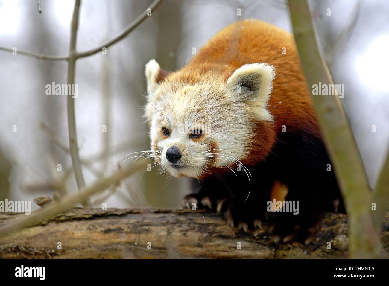 lesser panda, red panda (Ailurus fulgens), on a tree trunk Stock Photo