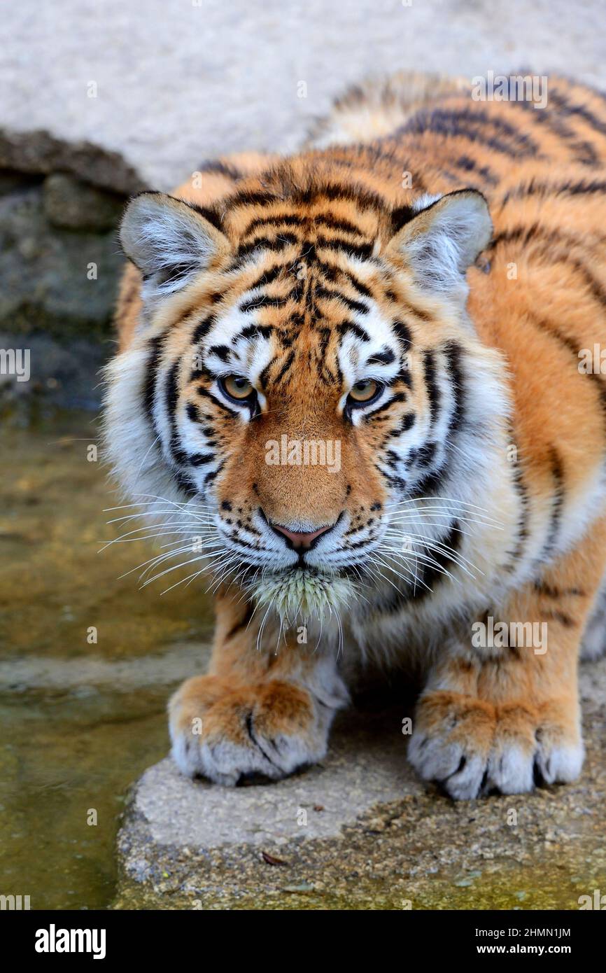 Siberian tiger, Amurian tiger (Panthera tigris altaica), tiger cub, front view Stock Photo