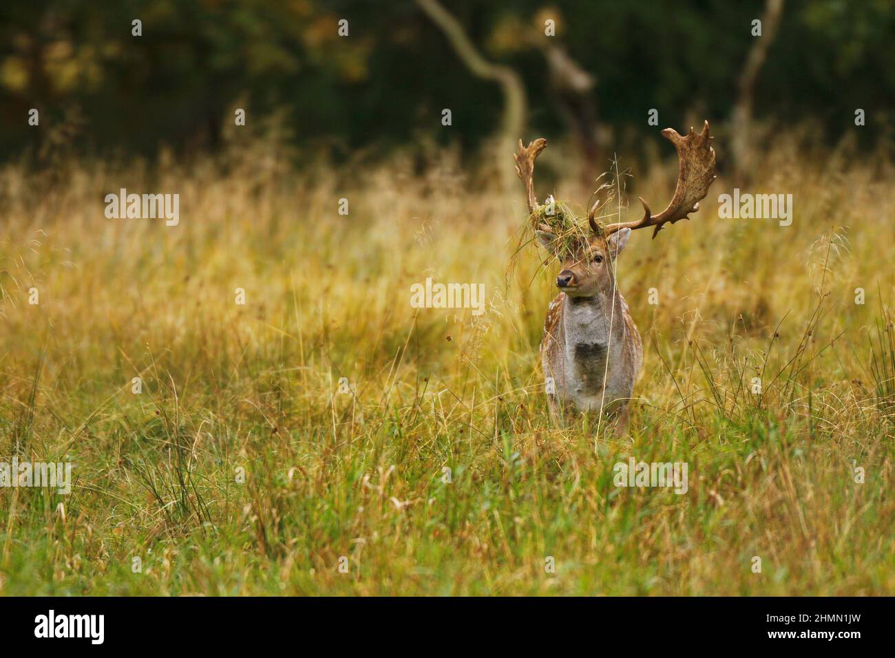 fallow deer (Dama dama, Cervus dama), stag in rutting season, Germany Stock Photo
