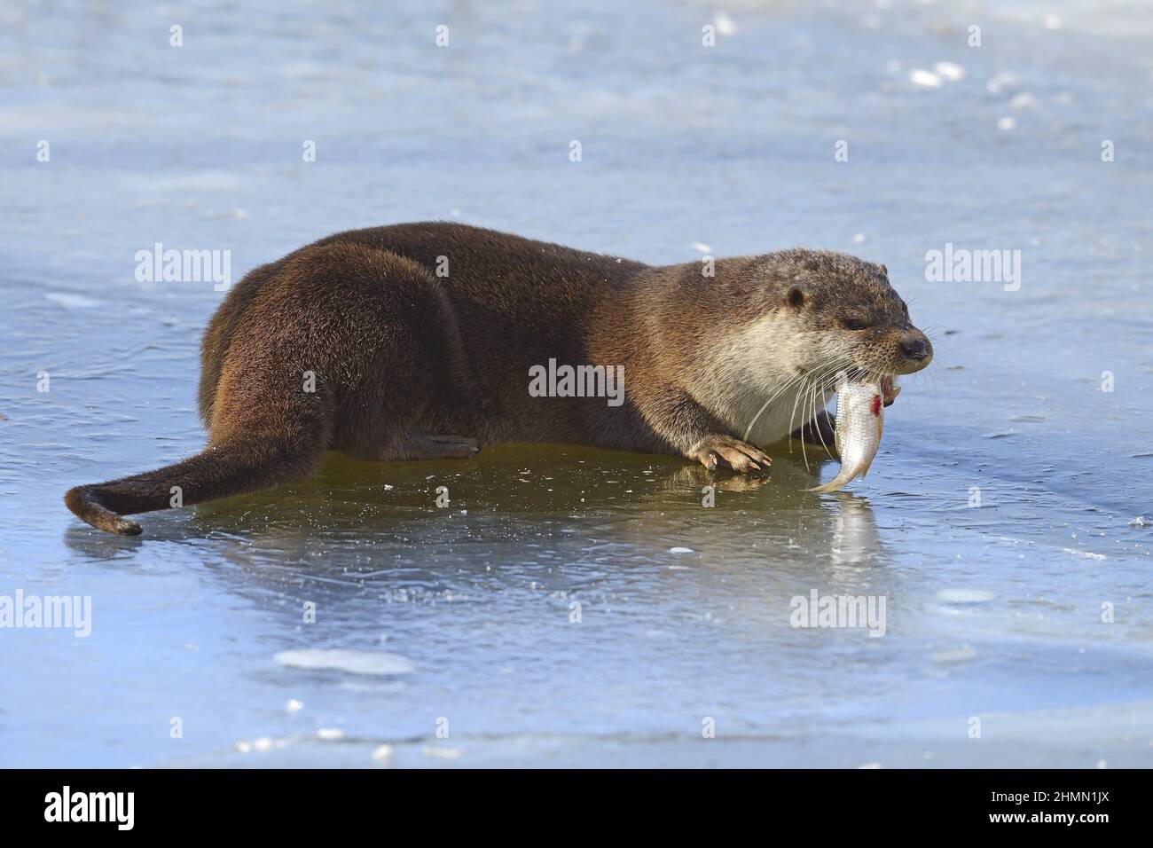 European river otter, European Otter, Eurasian Otter (Lutra lutra), eating a caught fish on a frozen pond, side view, Germany, Brandenburg Stock Photo