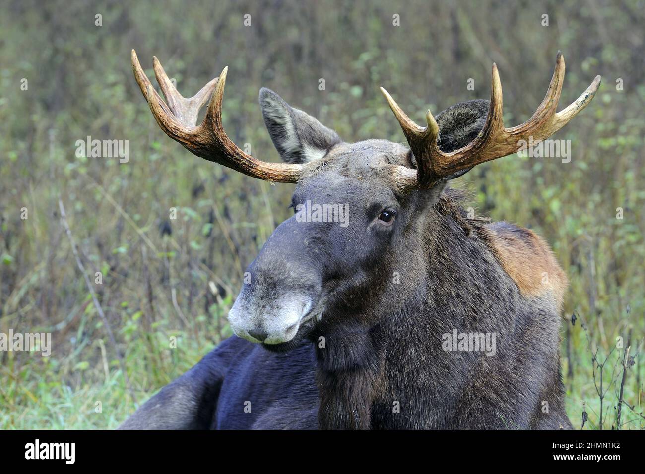 elk, European moose (Alces alces alces), bull moose lying in a meadow, portrait, Poland Stock Photo