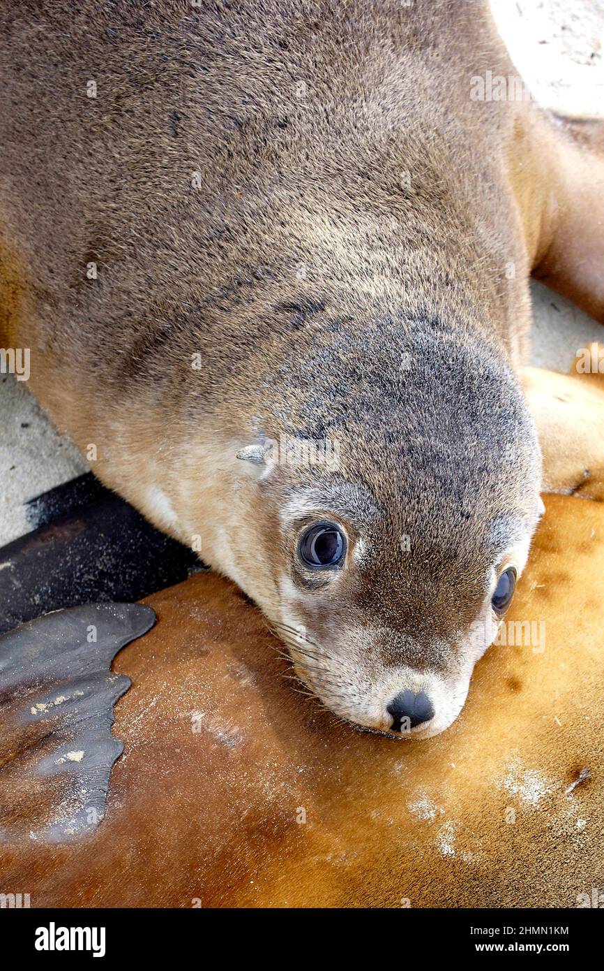 Australian sea lion (Neophoca cinerea), sucking young sea lion on the beach of Kangaroo Island, Australia, Kangaroo Island, Kangaroo Island Stock Photo