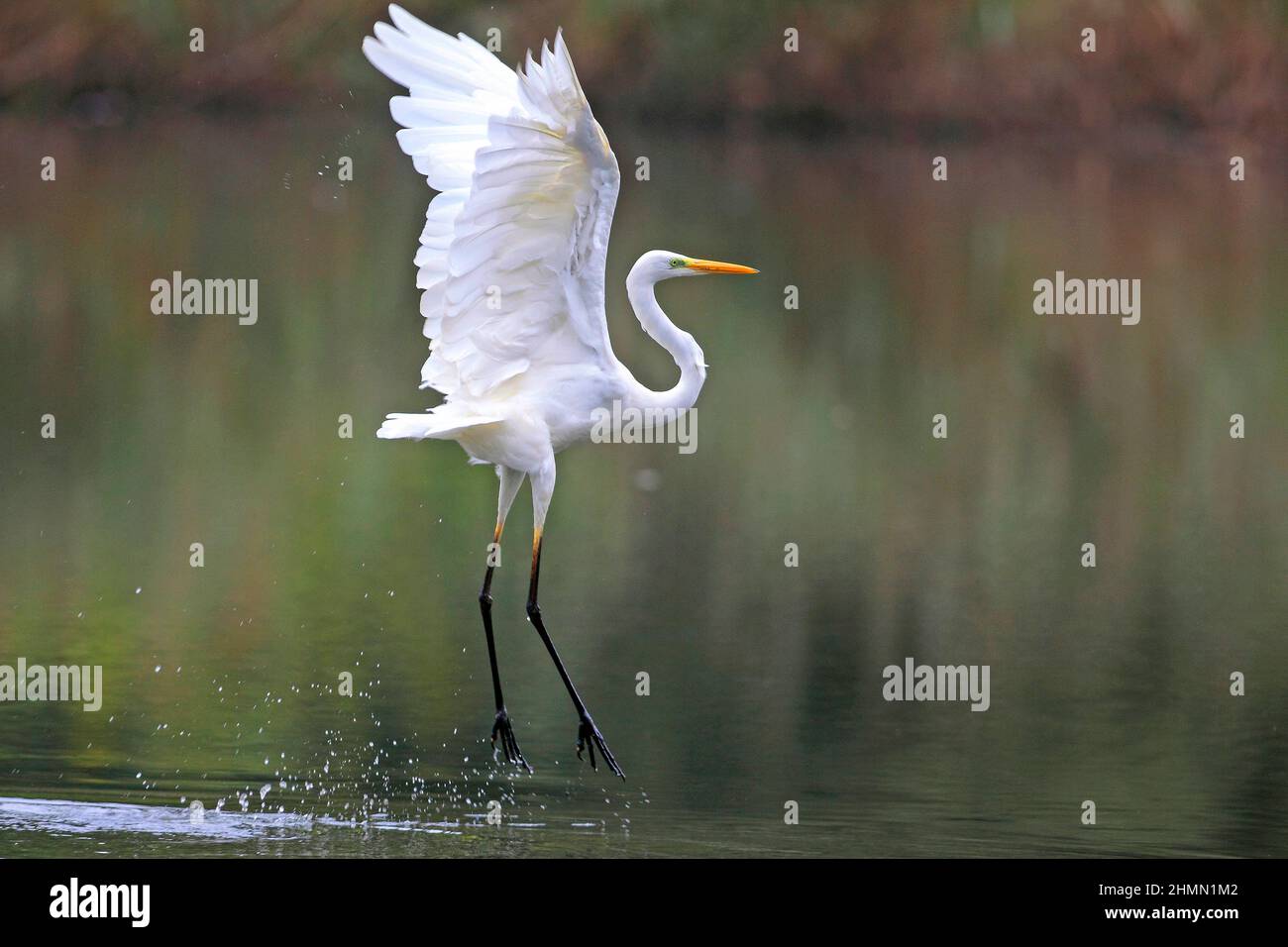 great egret, Great White Egret (Egretta alba, Casmerodius albus, Ardea alba), flying off water, Germany Stock Photo