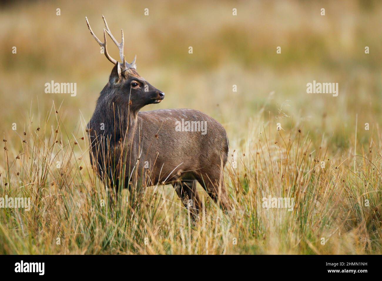 Sika deer, Tame sika deer, Tame deer (Cervus nippon), male stands in a meadow, side glance, Germany Stock Photo