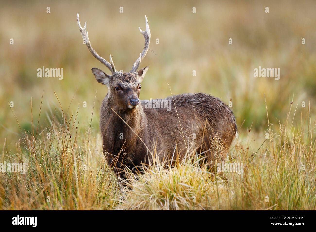 Sika deer, Tame sika deer, Tame deer (Cervus nippon), male, Germany Stock Photo