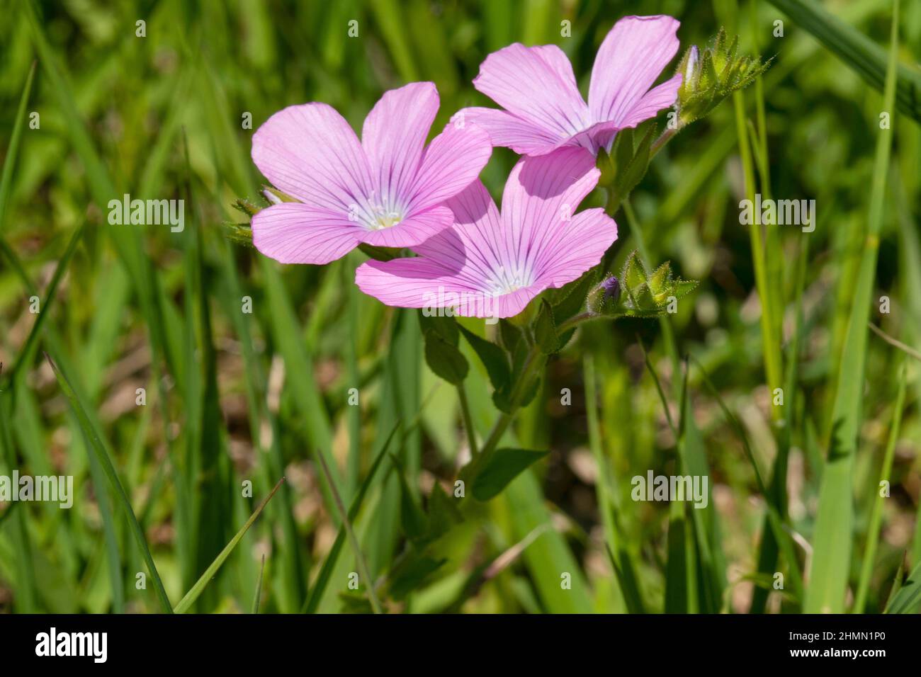 sticky flax (Linum viscosum), flowers, Germany, Bavaria, Oberbayern, Upper Bavaria Stock Photo