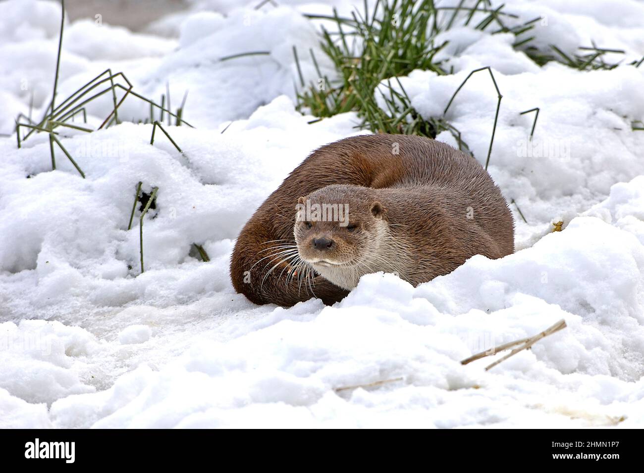 European river otter, European Otter, Eurasian Otter (Lutra lutra), in the snow, Poland Stock Photo