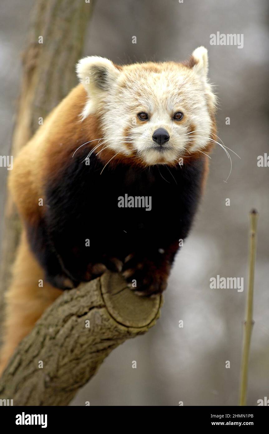lesser panda, red panda (Ailurus fulgens), on a tree trunk Stock Photo