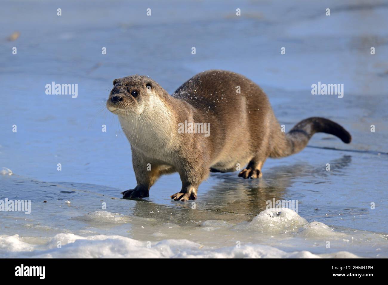 European river otter, European Otter, Eurasian Otter (Lutra lutra), standing on a frozen pond , Germany, Brandenburg Stock Photo