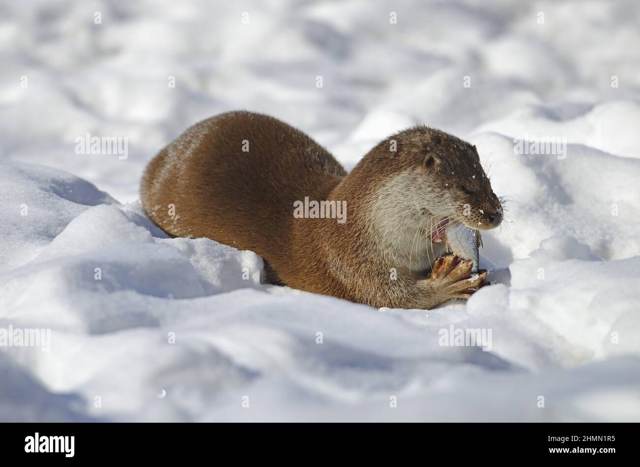 European river otter, European Otter, Eurasian Otter (Lutra lutra), eating caught fish in the snow , Germany, Brandenburg Stock Photo