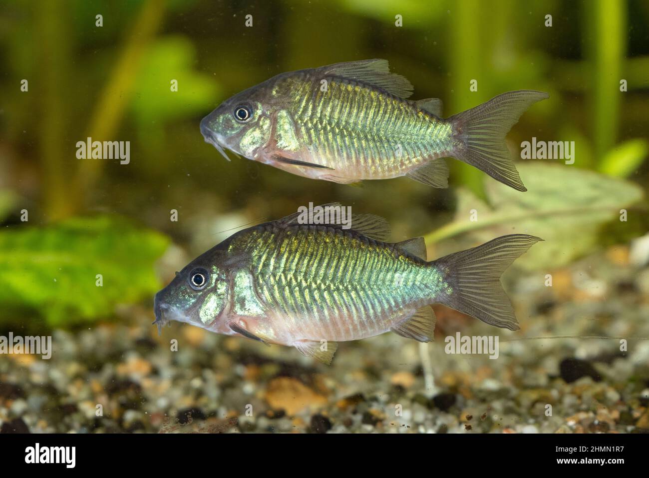 High fin brochis, Emerald catfish (Corydoras splendens, Brochis splendens, Callichthys splendens), swimming couple, side view Stock Photo