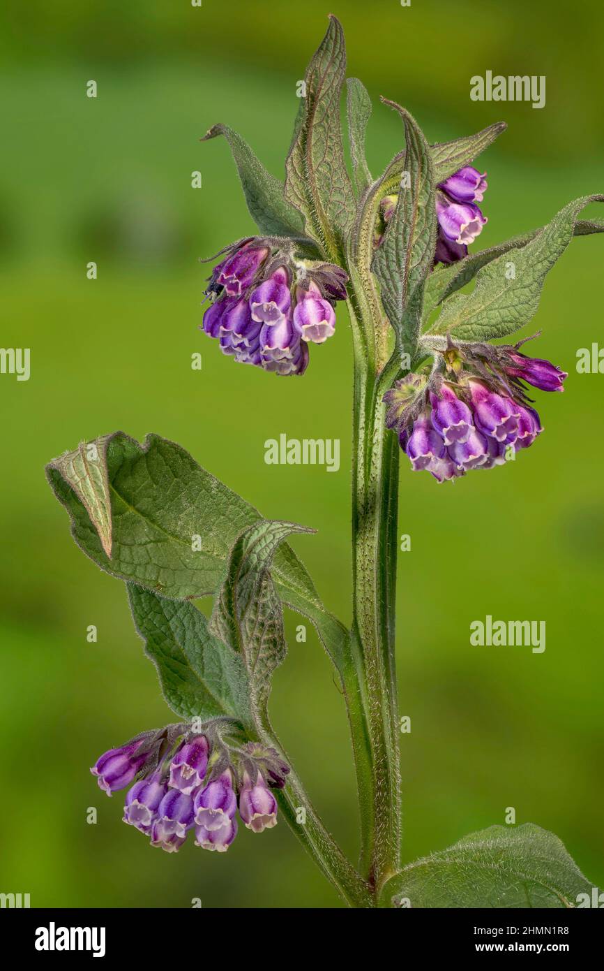 Comfrey plant plants hi-res stock photography and images - Alamy