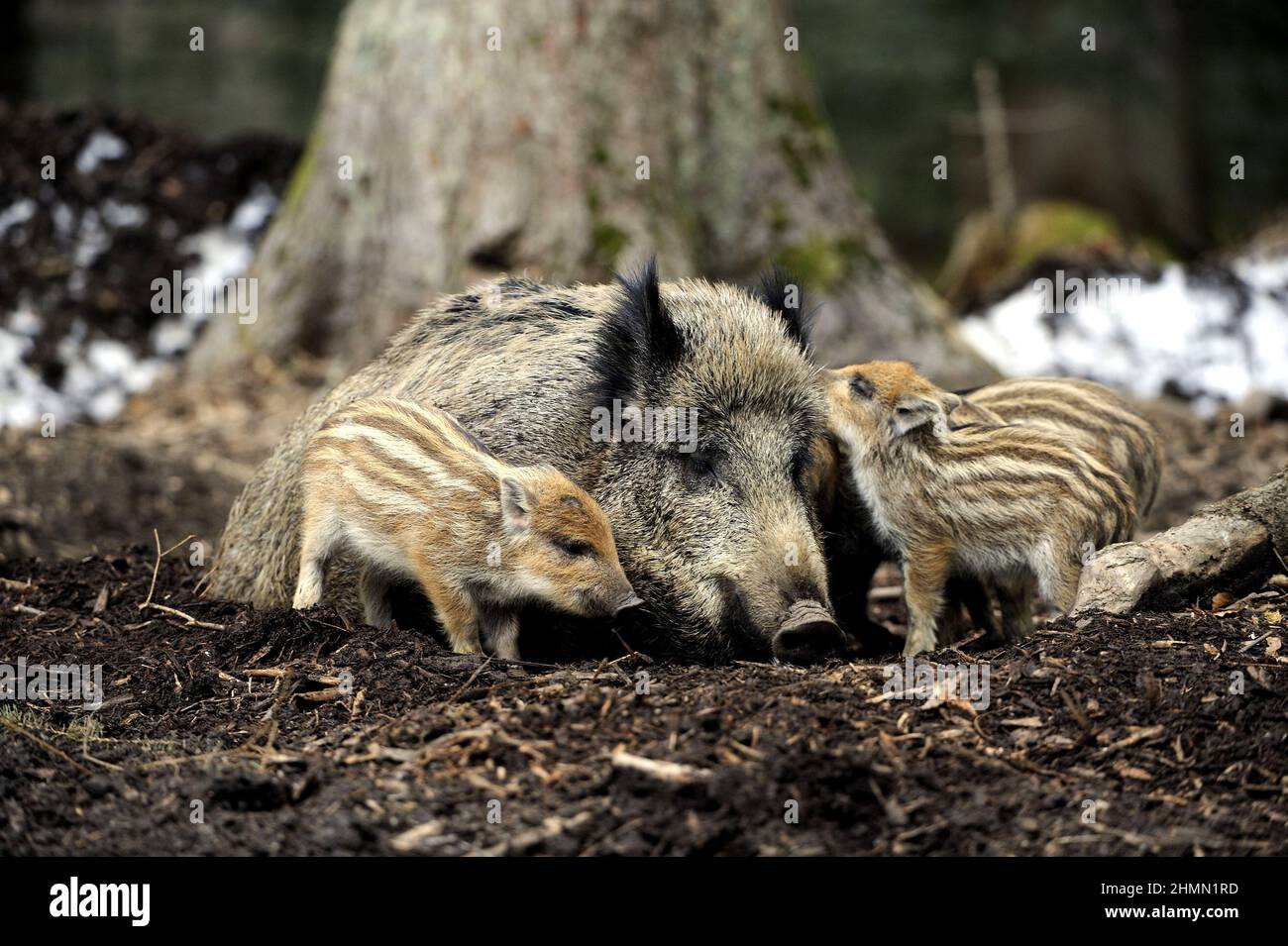 wild boar, pig, wild boar (Sus scrofa), wild sow with shoats in a forest, Germany Stock Photo