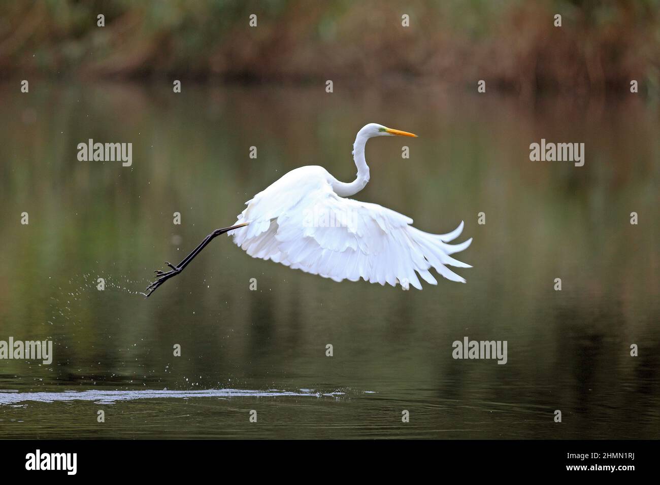 great egret, Great White Egret (Egretta alba, Casmerodius albus, Ardea alba), flying off water, Germany Stock Photo