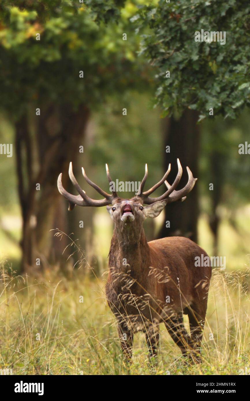 red deer (Cervus elaphus), flehming stag in a forest clearing, front view , Germany Stock Photo